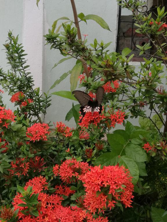 Viradesa Guesthouse Luang Prabang Zewnętrze zdjęcie